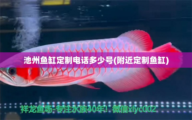 池州魚缸定制電話多少號(附近定制魚缸) 白子關(guān)刀魚