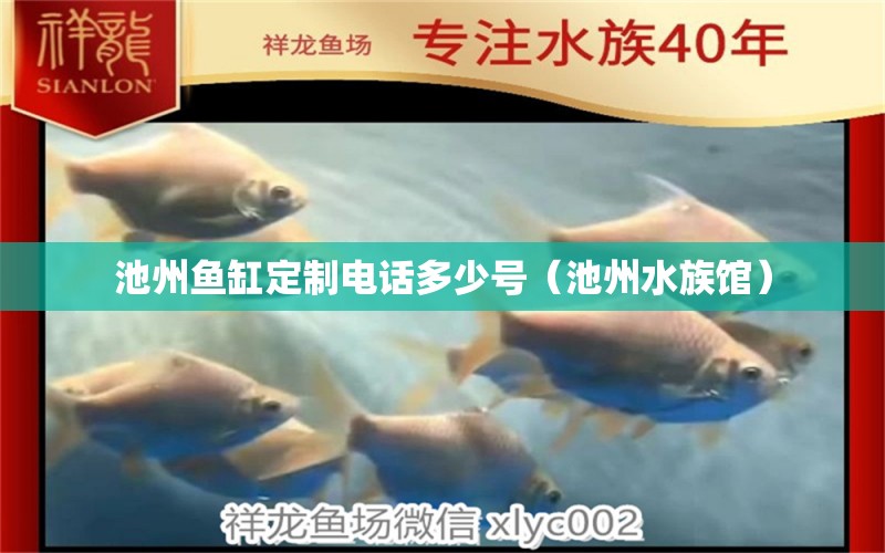 池州魚缸定制電話多少號(hào)（池州水族館） 廣州觀賞魚批發(fā)市場(chǎng)