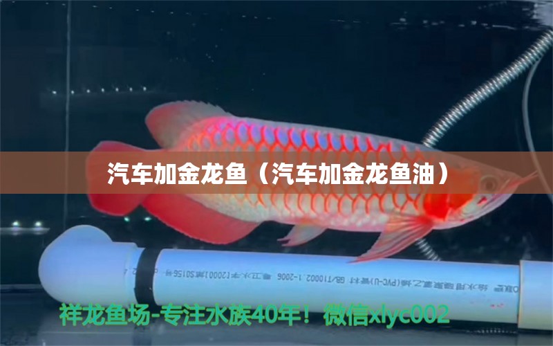 汽車加金龍魚（汽車加金龍魚油）