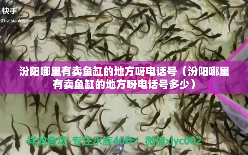 汾陽(yáng)哪里有賣(mài)魚(yú)缸的地方呀電話(huà)號(hào)（汾陽(yáng)哪里有賣(mài)魚(yú)缸的地方呀電話(huà)號(hào)多少） 祥龍水族醫(yī)院