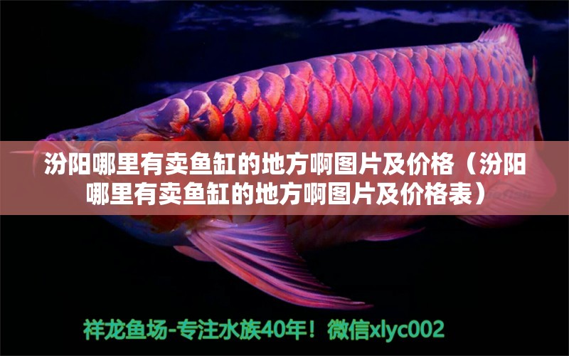 汾陽(yáng)哪里有賣魚缸的地方啊圖片及價(jià)格（汾陽(yáng)哪里有賣魚缸的地方啊圖片及價(jià)格表） 觀賞魚市場(chǎng)（混養(yǎng)魚）