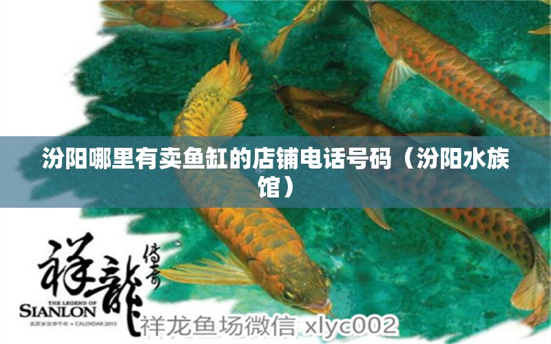 汾陽哪里有賣魚缸的店鋪電話號碼（汾陽水族館）