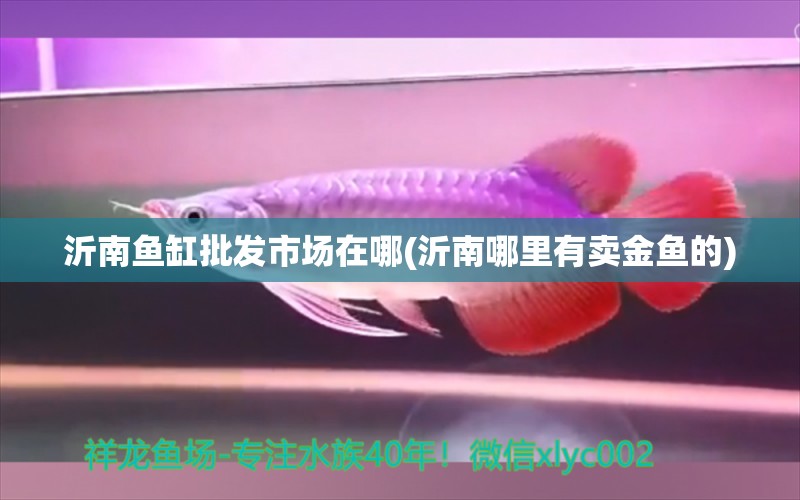 沂南魚缸批發(fā)市場在哪(沂南哪里有賣金魚的) 水族雜談