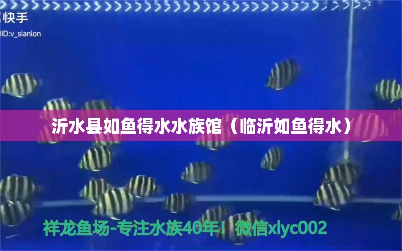 沂水縣如魚(yú)得水水族館（臨沂如魚(yú)得水） 全國(guó)水族館企業(yè)名錄