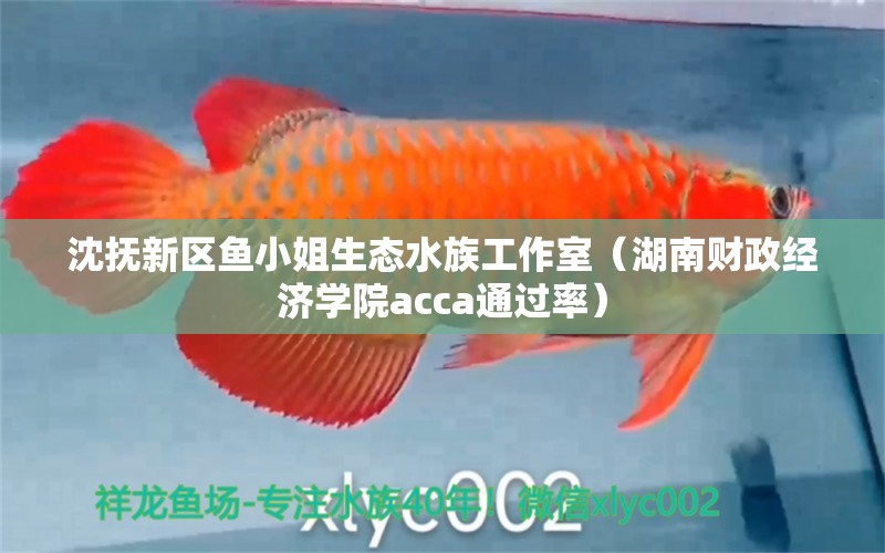 沈撫新區(qū)魚小姐生態(tài)水族工作室（湖南財(cái)政經(jīng)濟(jì)學(xué)院acca通過率） 全國水族館企業(yè)名錄