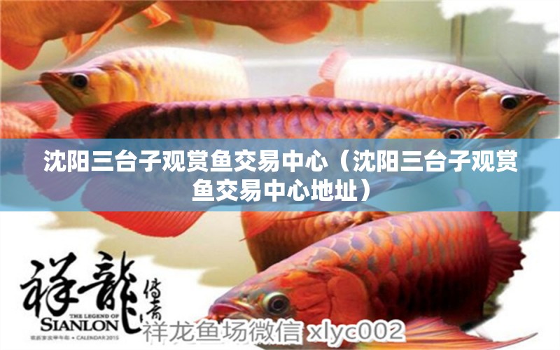 沈陽三臺子觀賞魚交易中心（沈陽三臺子觀賞魚交易中心地址） 白子黑帝王魟魚