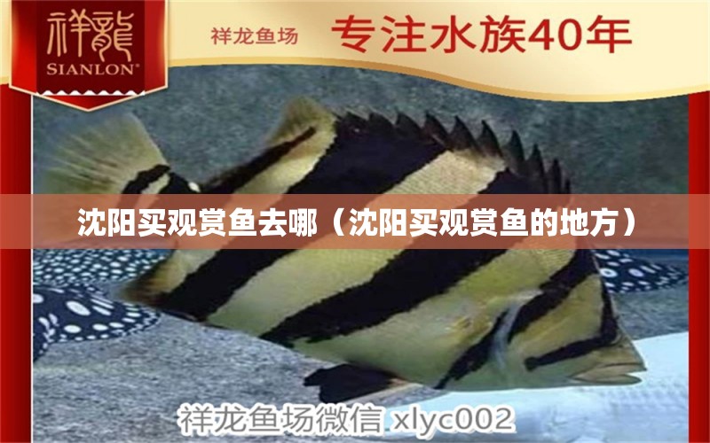 沈陽買觀賞魚去哪（沈陽買觀賞魚的地方） 祥龍水族醫(yī)院