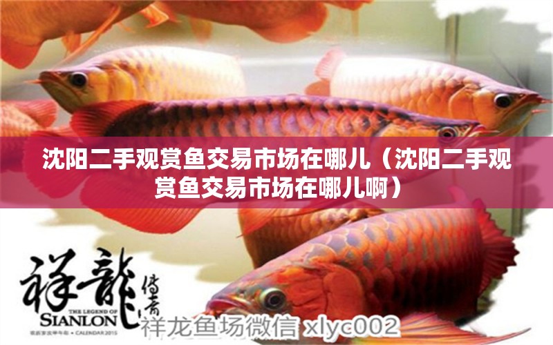 沈陽(yáng)二手觀賞魚交易市場(chǎng)在哪兒（沈陽(yáng)二手觀賞魚交易市場(chǎng)在哪兒?。?祥龍水族醫(yī)院