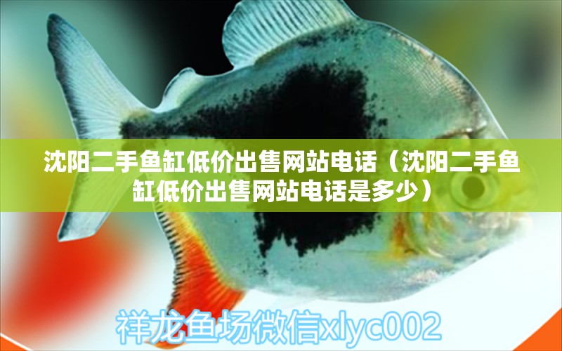 沈陽二手魚缸低價(jià)出售網(wǎng)站電話（沈陽二手魚缸低價(jià)出售網(wǎng)站電話是多少） 申古三間魚