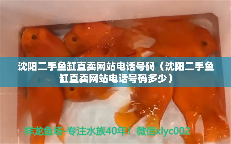 沈陽二手魚缸直賣網(wǎng)站電話號碼（沈陽二手魚缸直賣網(wǎng)站電話號碼多少） 電鰻