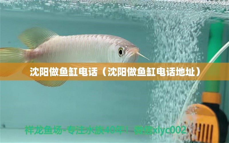 沈陽做魚缸電話（沈陽做魚缸電話地址） 紅魔王銀版魚