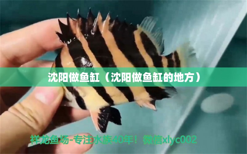 沈陽做魚缸（沈陽做魚缸的地方）