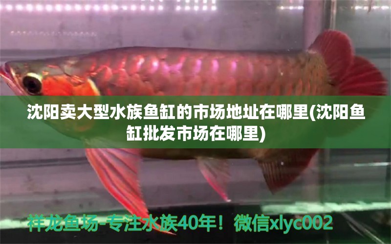 沈陽賣大型水族魚缸的市場地址在哪里(沈陽魚缸批發(fā)市場在哪里) 羽毛刀魚苗