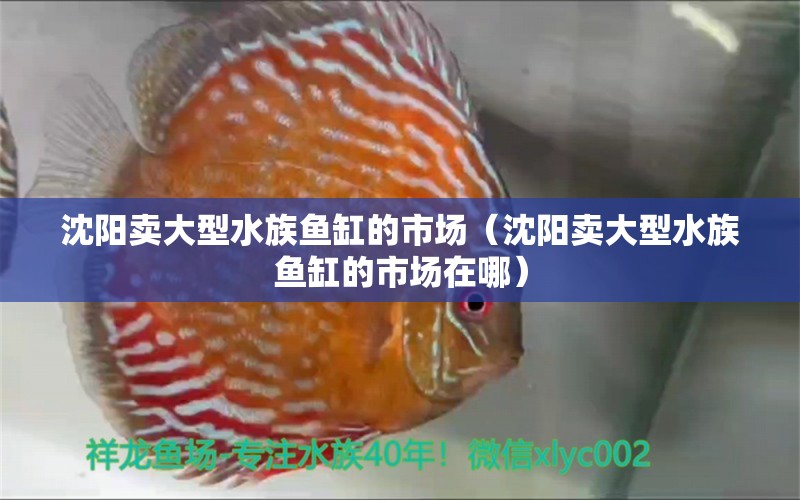 沈陽賣大型水族魚缸的市場（沈陽賣大型水族魚缸的市場在哪）