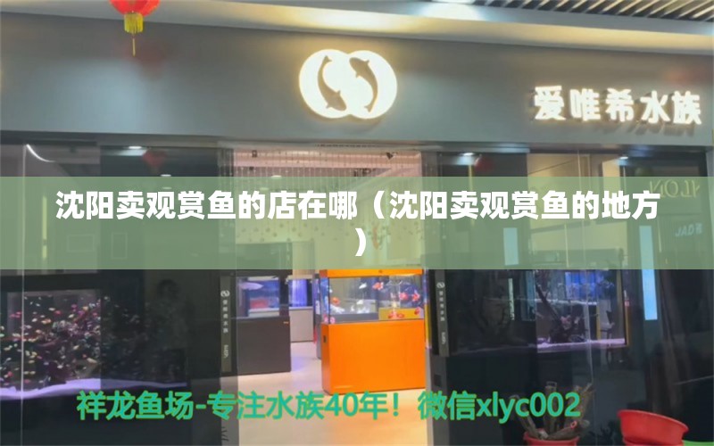 沈陽賣觀賞魚的店在哪（沈陽賣觀賞魚的地方） 廣州觀賞魚批發(fā)市場