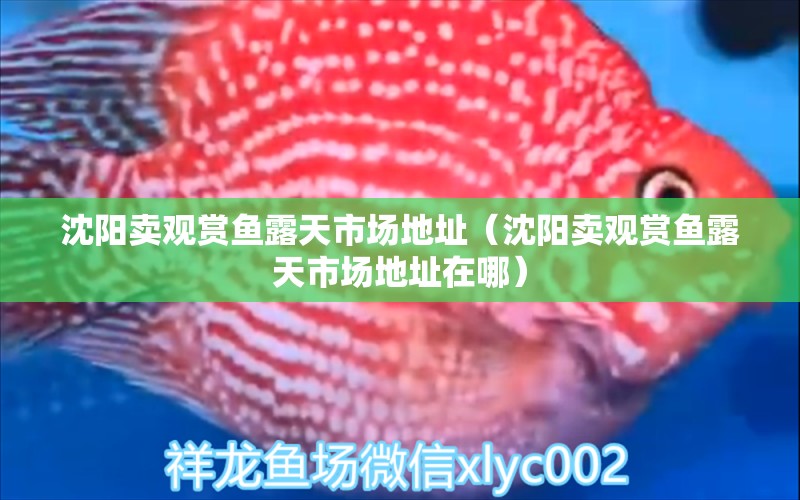 沈陽(yáng)賣(mài)觀賞魚(yú)露天市場(chǎng)地址（沈陽(yáng)賣(mài)觀賞魚(yú)露天市場(chǎng)地址在哪）