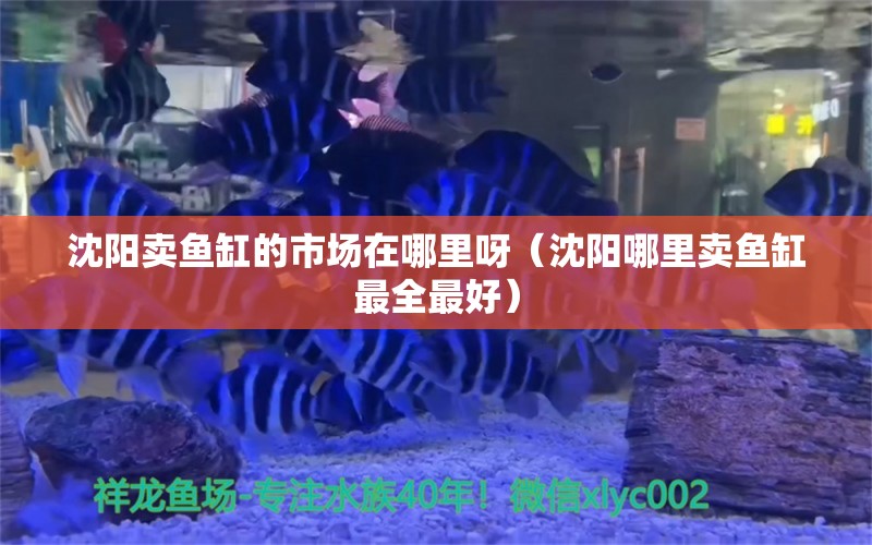 沈陽賣魚缸的市場在哪里呀（沈陽哪里賣魚缸最全最好）