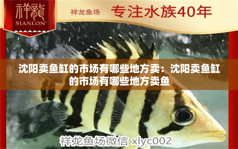 沈陽賣魚缸的市場有哪些地方賣：沈陽賣魚缸的市場有哪些地方賣魚 觀賞魚