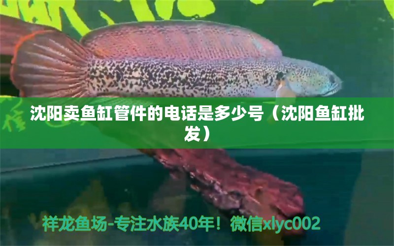 沈陽賣魚缸管件的電話是多少號（沈陽魚缸批發(fā)）