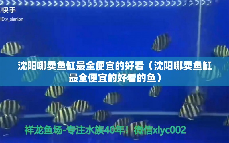 沈陽哪賣魚缸最全便宜的好看（沈陽哪賣魚缸最全便宜的好看的魚）