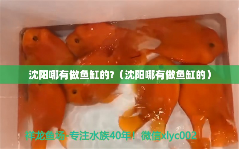 沈陽哪有做魚缸的?（沈陽哪有做魚缸的）