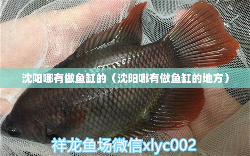 沈陽哪有做魚缸的（沈陽哪有做魚缸的地方）