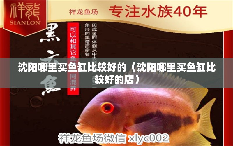 沈陽(yáng)哪里買魚缸比較好的（沈陽(yáng)哪里買魚缸比較好的店） 祥龍水族醫(yī)院