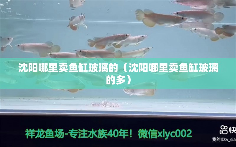 沈陽(yáng)哪里賣魚(yú)缸玻璃的（沈陽(yáng)哪里賣魚(yú)缸玻璃的多）