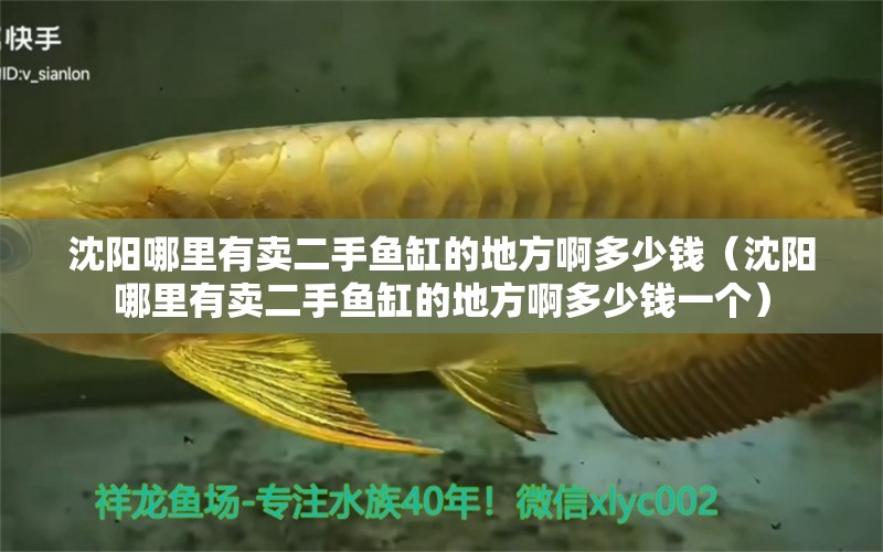 沈陽哪里有賣二手魚缸的地方啊多少錢（沈陽哪里有賣二手魚缸的地方啊多少錢一個） 祥龍水族醫(yī)院