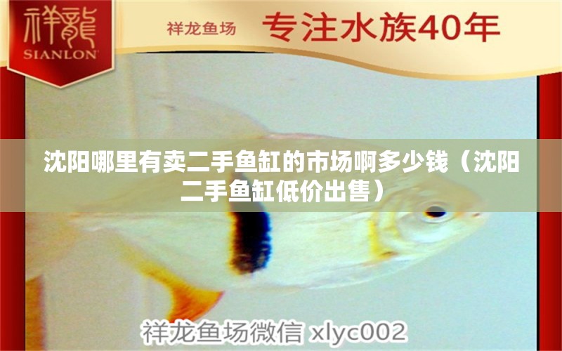 沈陽哪里有賣二手魚缸的市場啊多少錢（沈陽二手魚缸低價出售）