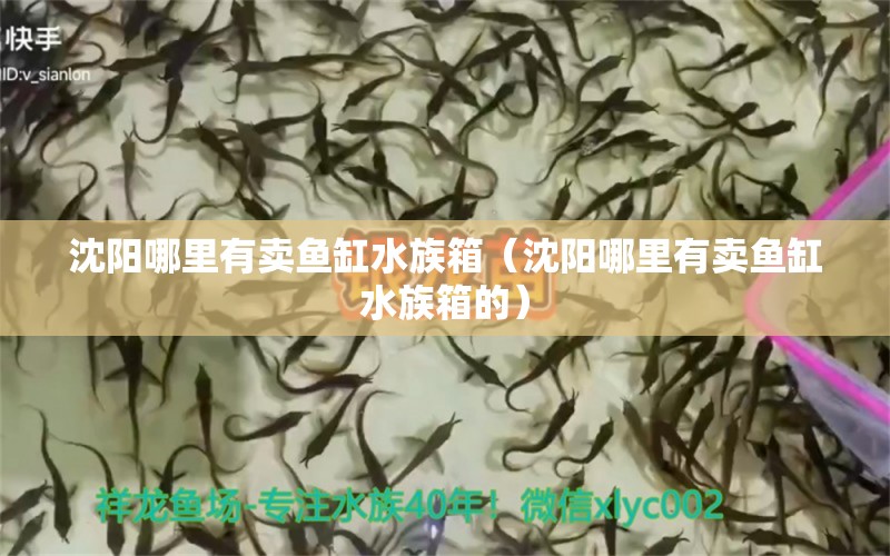 沈陽哪里有賣魚缸水族箱（沈陽哪里有賣魚缸水族箱的） 魚缸/水族箱