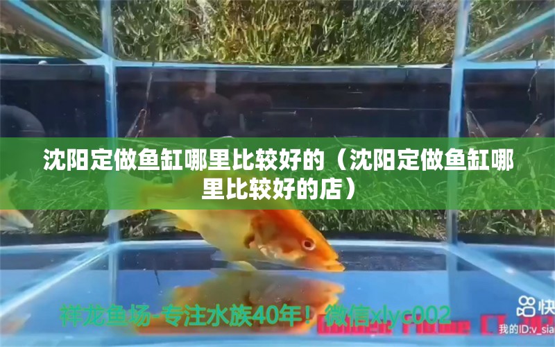 沈陽定做魚缸哪里比較好的（沈陽定做魚缸哪里比較好的店）