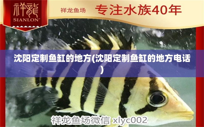 沈陽(yáng)定制魚(yú)缸的地方(沈陽(yáng)定制魚(yú)缸的地方電話) 野生埃及神仙魚(yú)