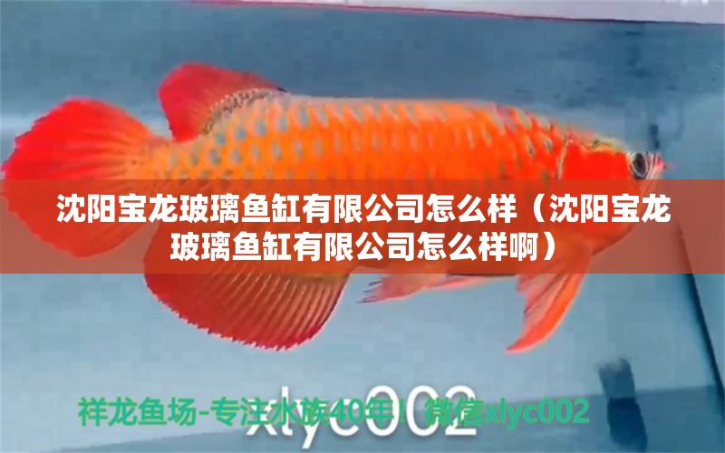 沈陽寶龍玻璃魚缸有限公司怎么樣（沈陽寶龍玻璃魚缸有限公司怎么樣?。? title=