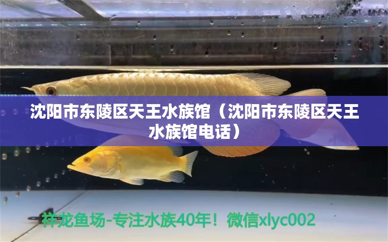 沈陽(yáng)市東陵區(qū)天王水族館（沈陽(yáng)市東陵區(qū)天王水族館電話）