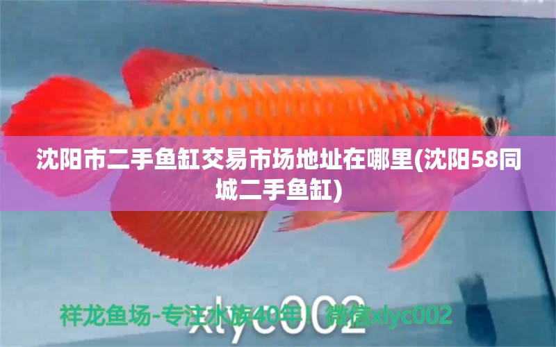 沈陽市二手魚缸交易市場地址在哪里(沈陽58同城二手魚缸) 白子銀龍魚苗