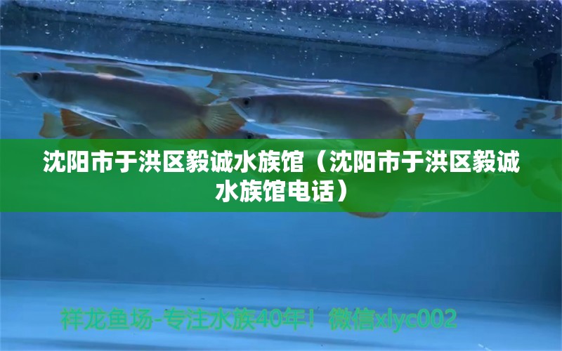 沈陽市于洪區(qū)毅誠水族館（沈陽市于洪區(qū)毅誠水族館電話）