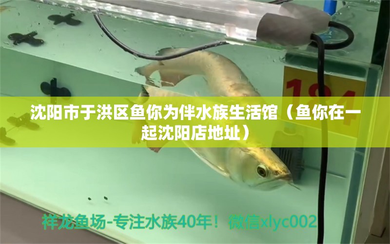 沈陽市于洪區(qū)魚你為伴水族生活館（魚你在一起沈陽店地址）