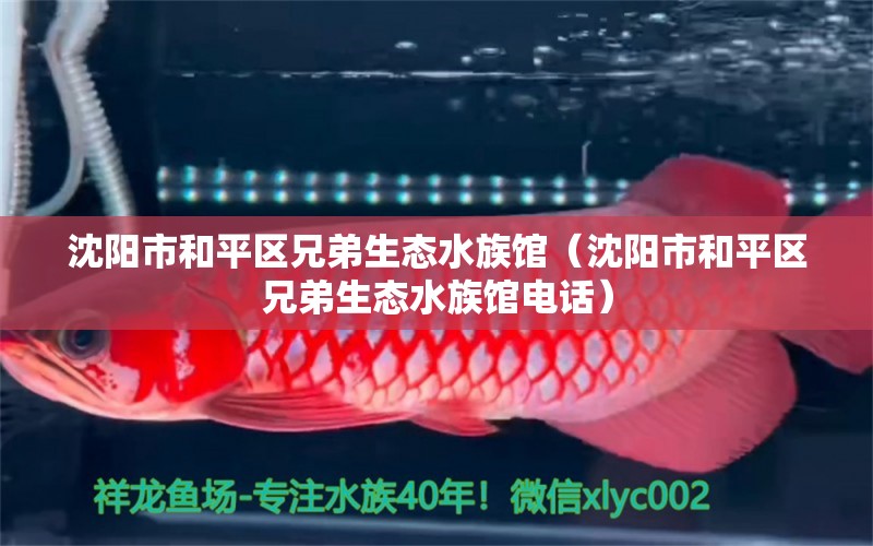 沈陽市和平區(qū)兄弟生態(tài)水族館（沈陽市和平區(qū)兄弟生態(tài)水族館電話） 全國水族館企業(yè)名錄