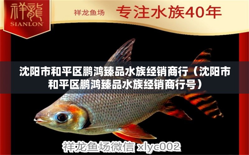 沈陽市和平區(qū)鵬鴻臻品水族經(jīng)銷商行（沈陽市和平區(qū)鵬鴻臻品水族經(jīng)銷商行號） 全國水族館企業(yè)名錄