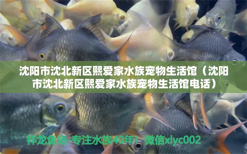 沈陽市沈北新區(qū)熙愛家水族寵物生活館（沈陽市沈北新區(qū)熙愛家水族寵物生活館電話） 全國水族館企業(yè)名錄