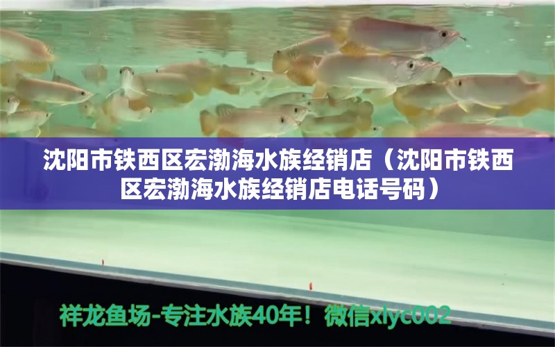 沈陽(yáng)市鐵西區(qū)宏渤海水族經(jīng)銷店（沈陽(yáng)市鐵西區(qū)宏渤海水族經(jīng)銷店電話號(hào)碼） 全國(guó)水族館企業(yè)名錄