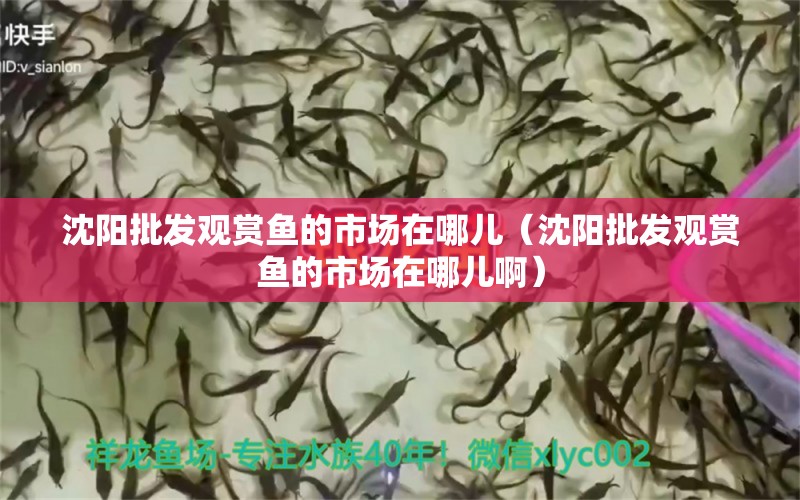 沈陽(yáng)批發(fā)觀賞魚(yú)的市場(chǎng)在哪兒（沈陽(yáng)批發(fā)觀賞魚(yú)的市場(chǎng)在哪兒?。? title=