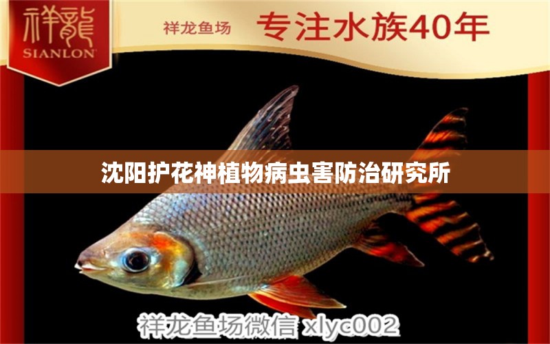 沈陽護花神植物病蟲害防治研究所 龍魚疾病與治療