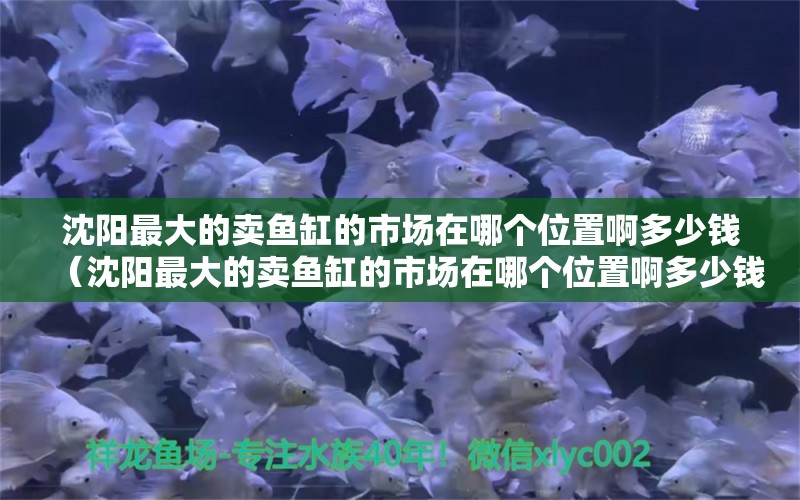 沈陽最大的賣魚缸的市場在哪個位置啊多少錢（沈陽最大的賣魚缸的市場在哪個位置啊多少錢一個）