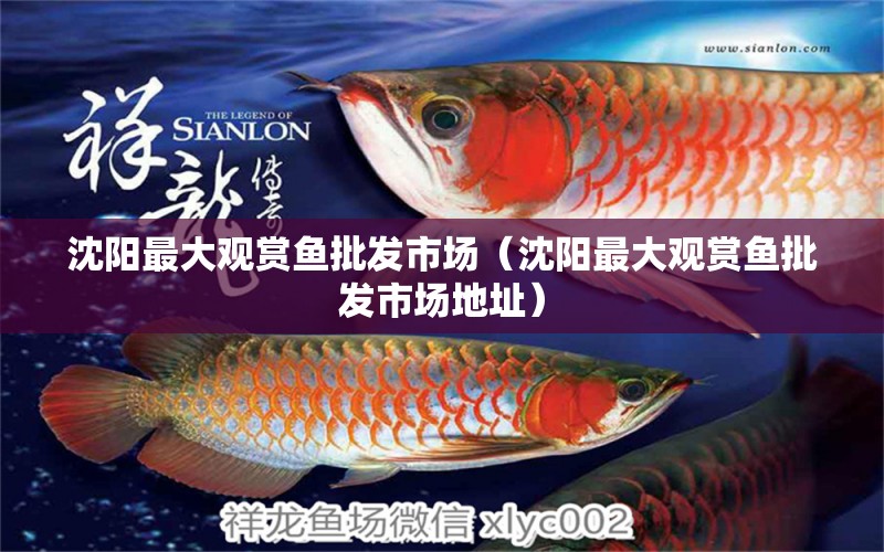 沈陽(yáng)最大觀賞魚(yú)批發(fā)市場(chǎng)（沈陽(yáng)最大觀賞魚(yú)批發(fā)市場(chǎng)地址）