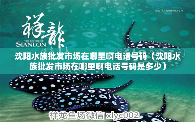 沈陽水族批發(fā)市場在哪里啊電話號碼（沈陽水族批發(fā)市場在哪里啊電話號碼是多少）