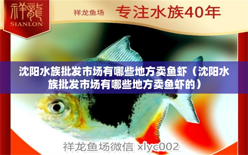 沈陽水族批發(fā)市場有哪些地方賣魚蝦（沈陽水族批發(fā)市場有哪些地方賣魚蝦的） 觀賞魚水族批發(fā)市場