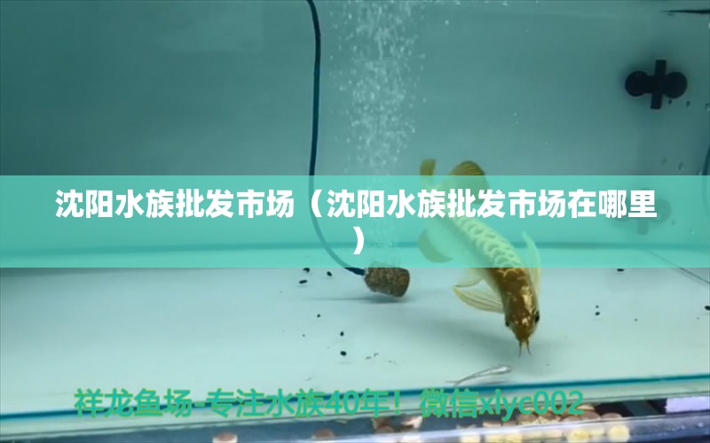 沈陽(yáng)水族批發(fā)市場(chǎng)（沈陽(yáng)水族批發(fā)市場(chǎng)在哪里） 觀(guān)賞魚(yú)水族批發(fā)市場(chǎng)