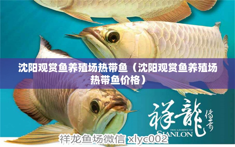 沈陽(yáng)觀賞魚養(yǎng)殖場(chǎng)熱帶魚（沈陽(yáng)觀賞魚養(yǎng)殖場(chǎng)熱帶魚價(jià)格） 綠皮辣椒小紅龍